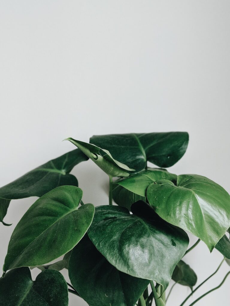 7 Beautiful House Plants That Are Simple To Care For And Decorative