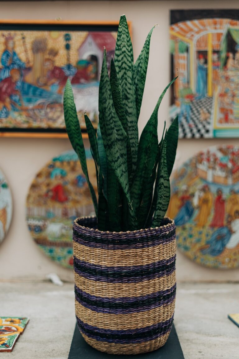 Here’s a 7-Step Care Plan to Rejuvenate Your Houseplants
